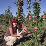 Kako orezati stubasto stablo jabuke